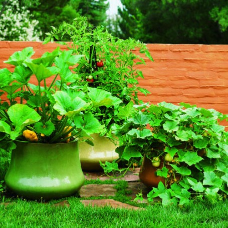 sunsetmag-garden