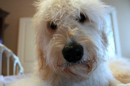 Jack the Goldendoodle Jack the Goldendoodle