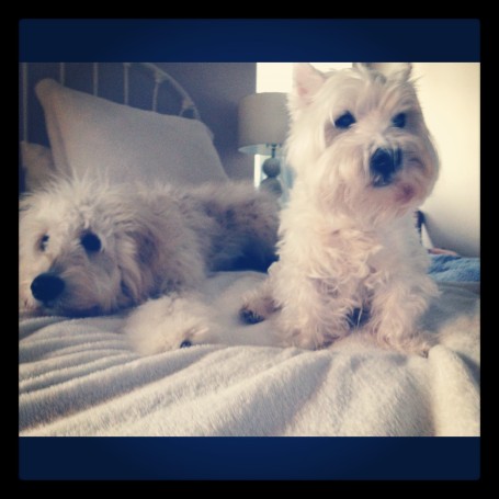 Instagram dogs