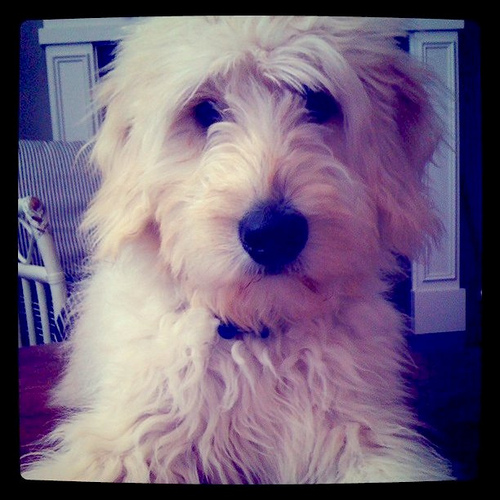 Jack the Goldendoodle