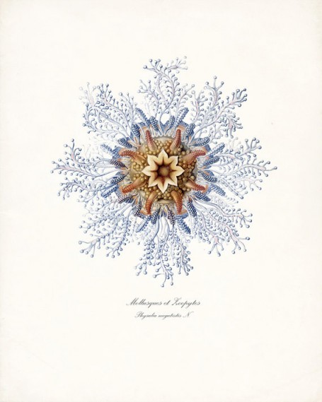 Vintage sea prints Vintage sea prints