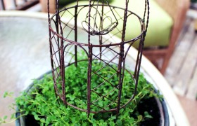 Corsican Mint Topiary Small Container