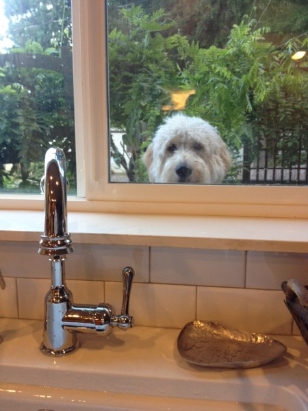 jack-the-goldendoodle-outside-window-sink