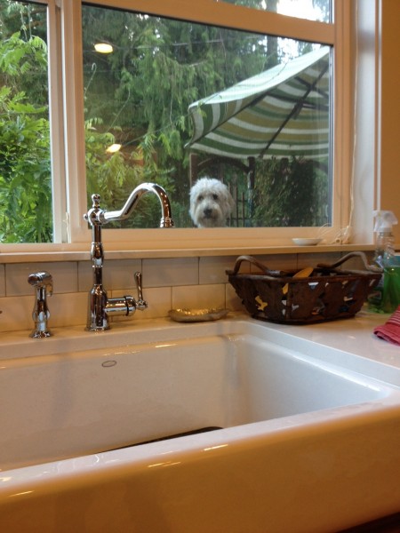 jack-the-goldendoodle-sink-window