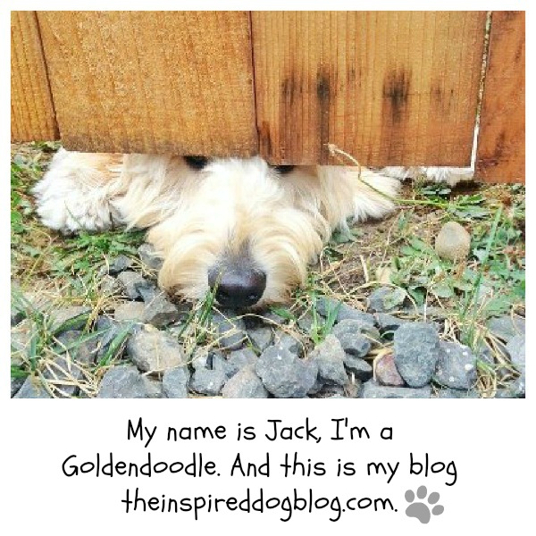 jack the goldendoodle blog theinspireddogblog