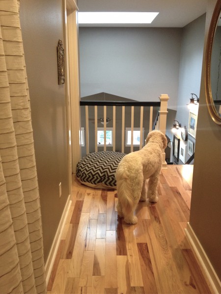 Goldendoodle-Jack