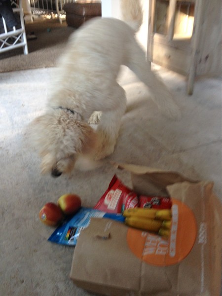 Jack-Goldendoodle-Stealing-Groceries