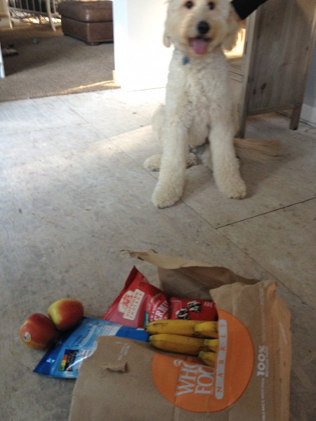 Jack-Naughty-Goldendoodle