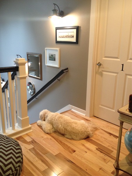 Jack-the-Goldendoodle-Staircase