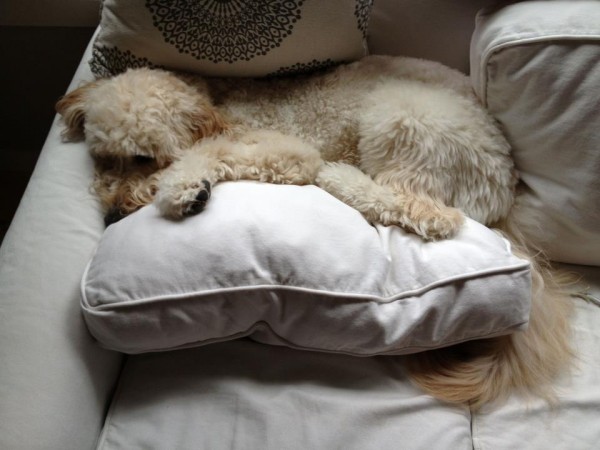 jack the goldendoodle napping