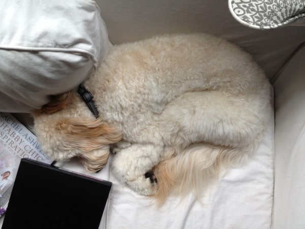 sleeping goldendoodle