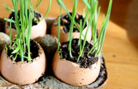 032311-grasseggs1