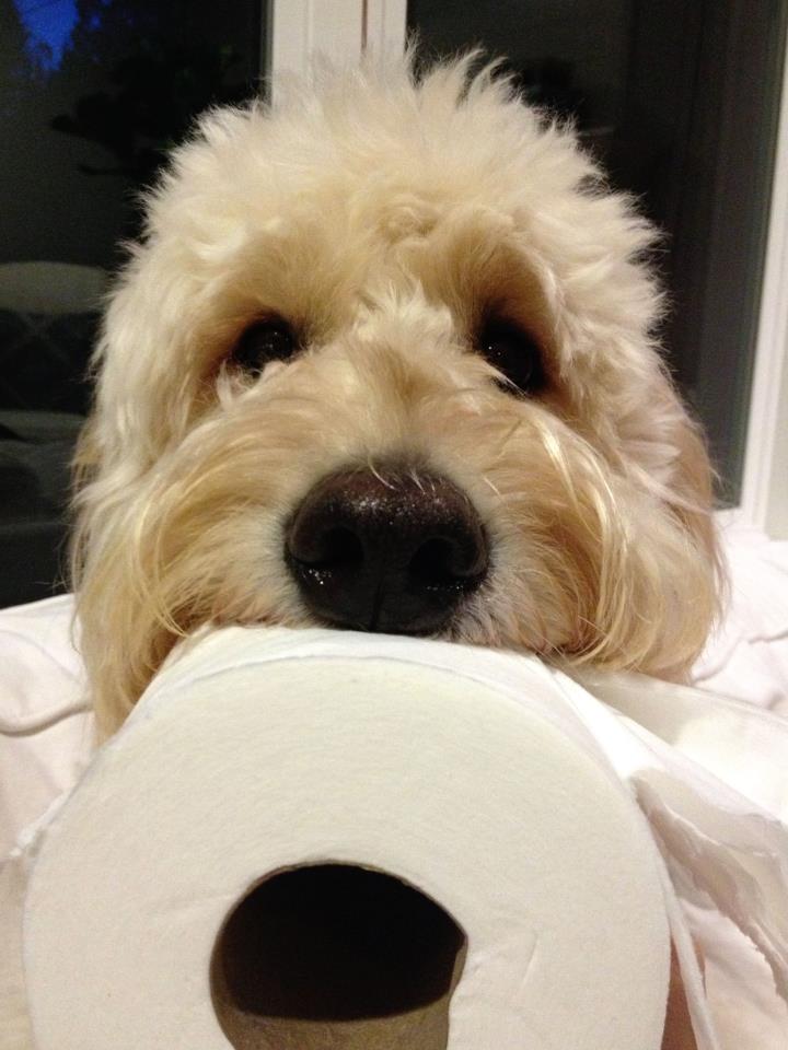 jack with the toilet paper