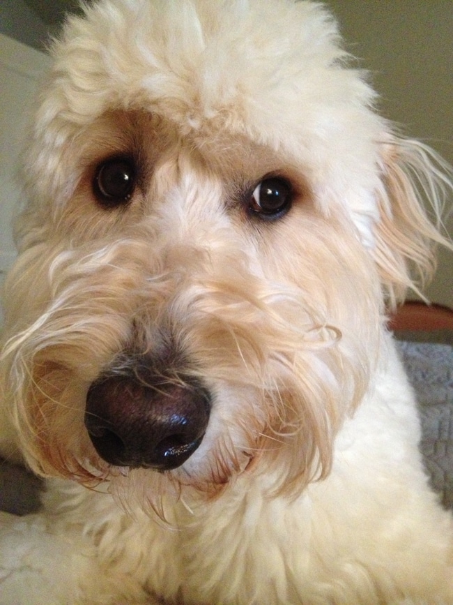 sad jack goldendoodle
