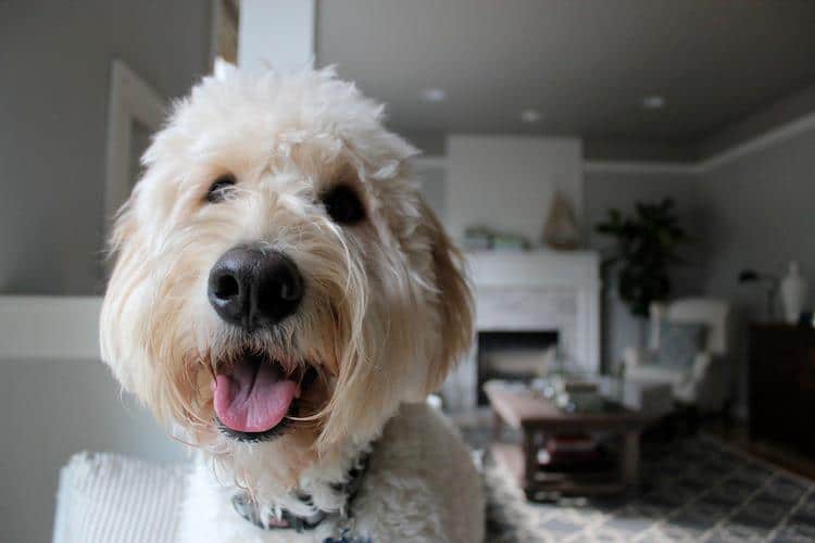 Cute Adult Goldendoodle