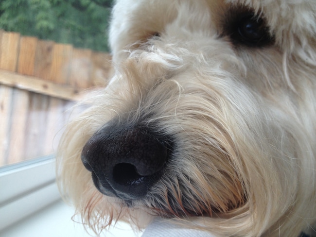 Cute Goldendoodle Jack