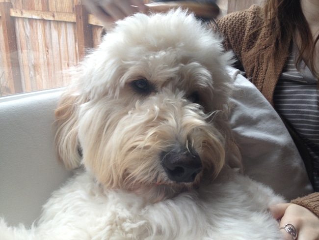 Cute-Goldendoodle-getting-brushed