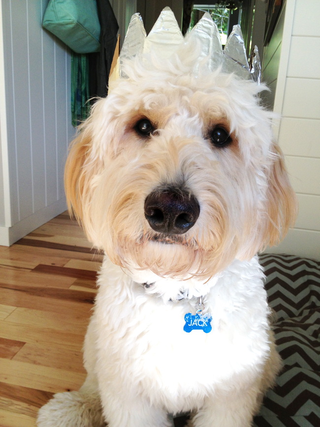 Dog of the year in his crown