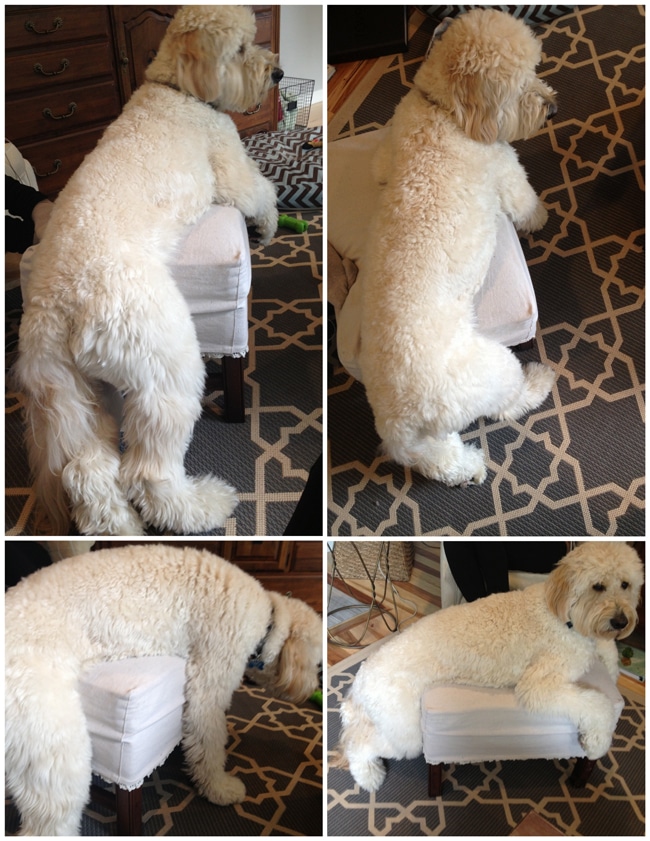 Funny Goldendoodle
