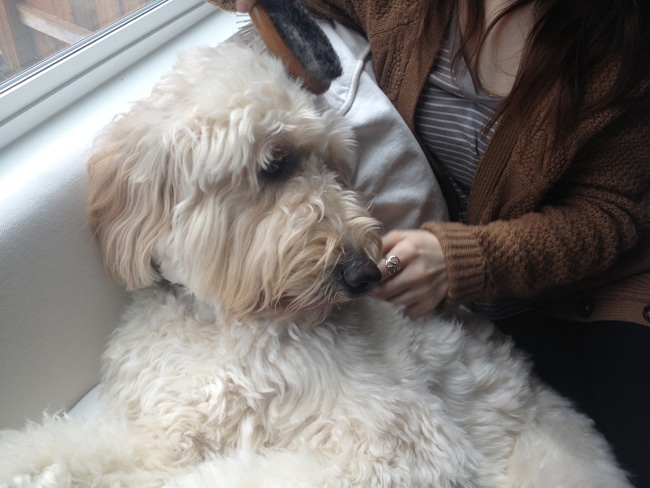 Goldendoodle getting brushed
