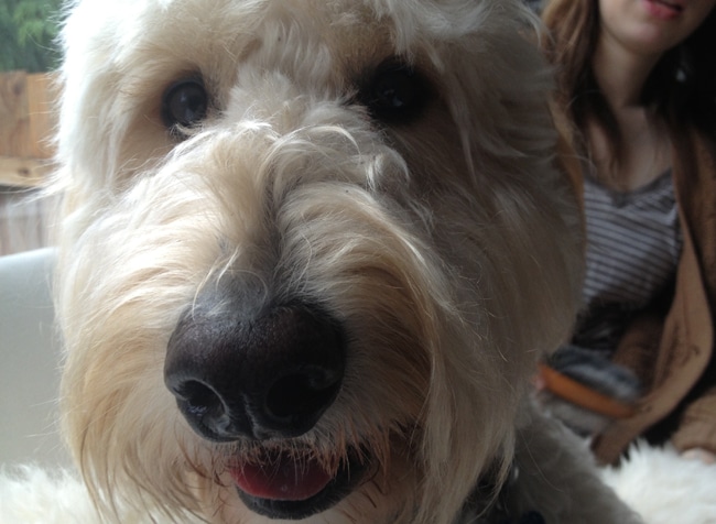 Goldendoodle grooming