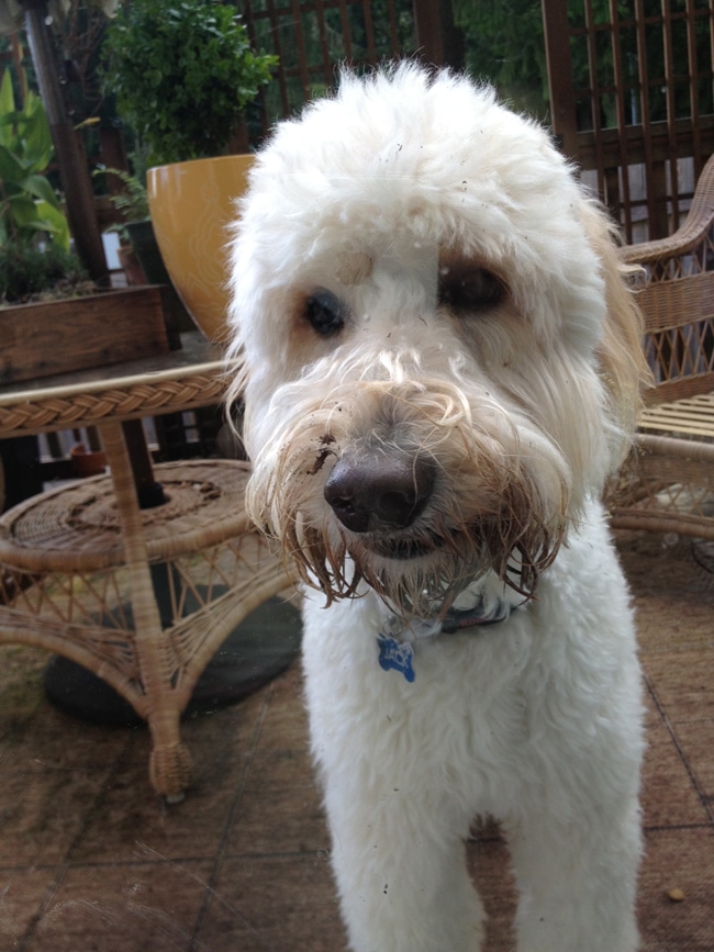 Goldendoodle