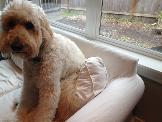 Jack the Goldendoodle-2