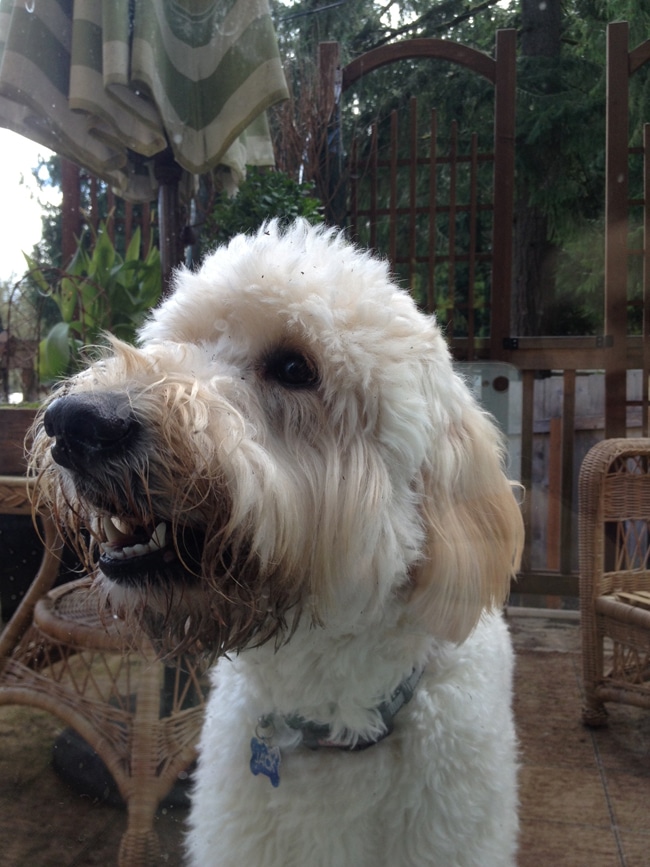 Jack the Goldendoodle (2)