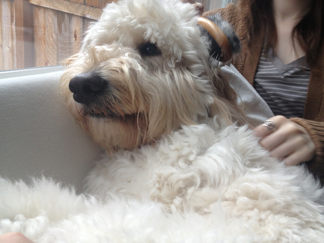 Jack-the-Goldendoodle-getting-brushed