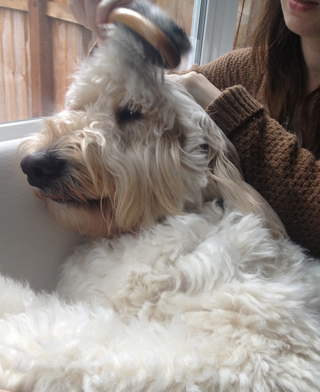 Jack the Goldendoodle getting groomed