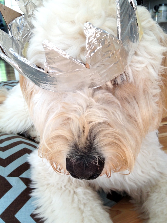 Jack the Goldendoodle