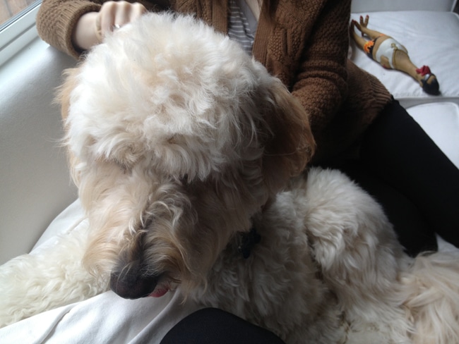 Jack the Goldendoodle
