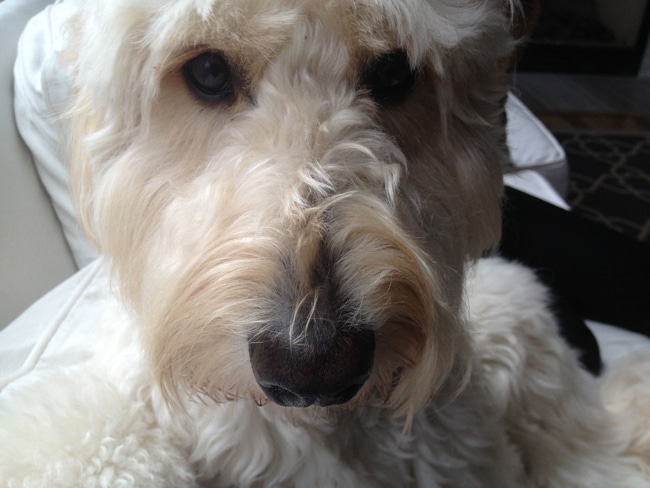 Jack the Goldendoodle
