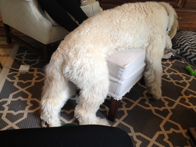 Jack the Goldendoodle