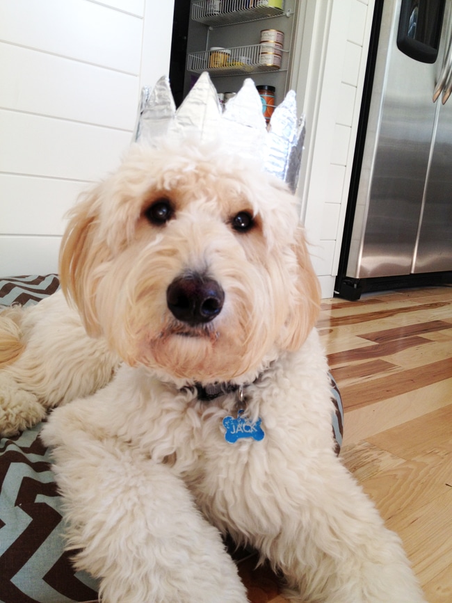 Jack the goldendoodle in his crown