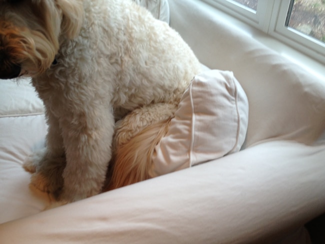 jack the goldendoodle4