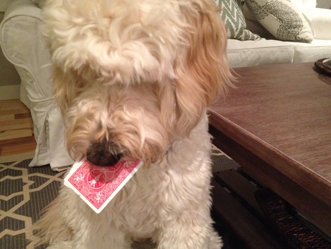 jack the inspired goldendoodle likes to play