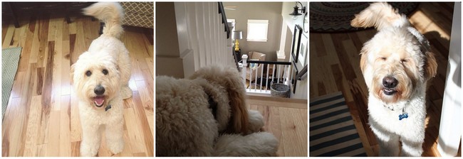dog instagram