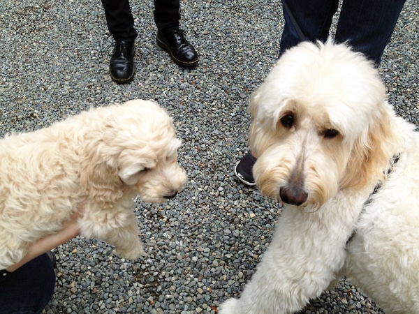 The doodles meet