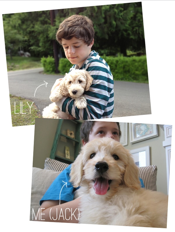 doodle puppies