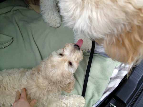 jack & lily