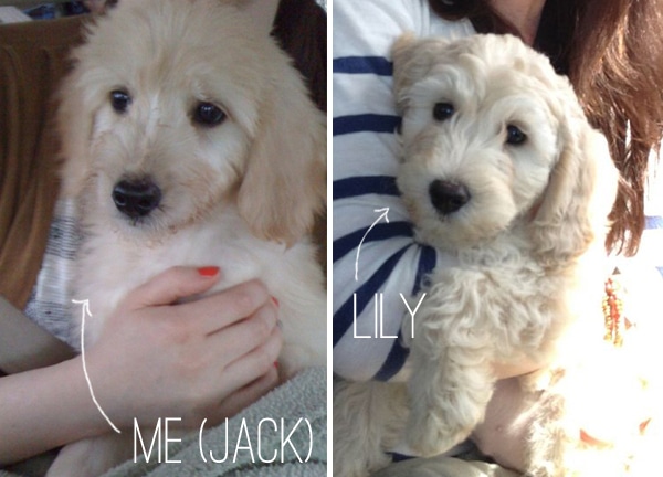 jack vs lily