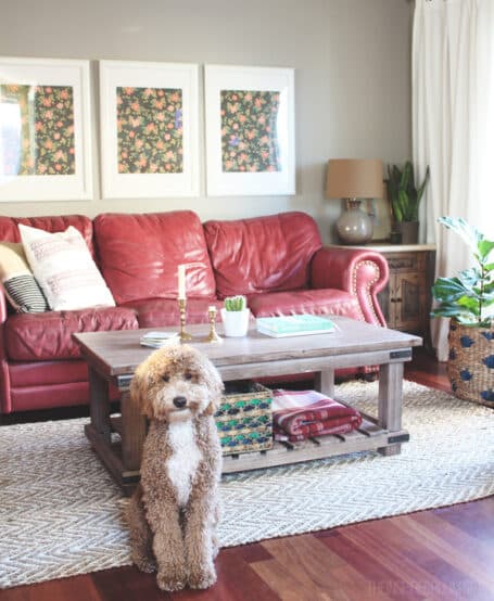 Living Room and Bella the Labradoodle