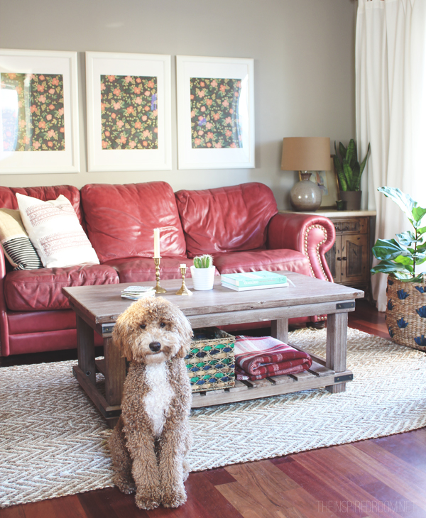 Living Room Decorating with Red Couches - Bella the Labradoodle