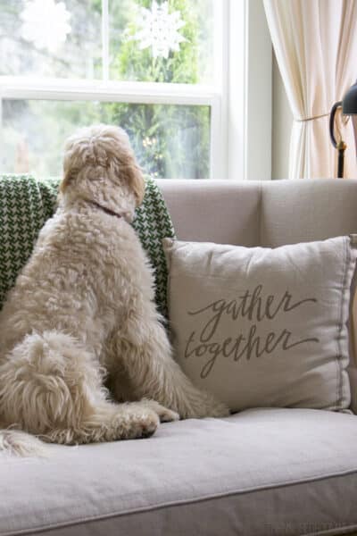 Jack the Goldendoodle - The Inspired Room
