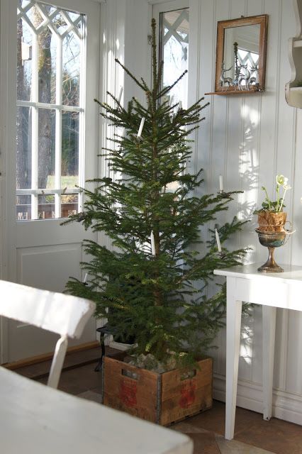 Fresh Holiday Ideas: <br> Christmas Trees in Unique Containers!