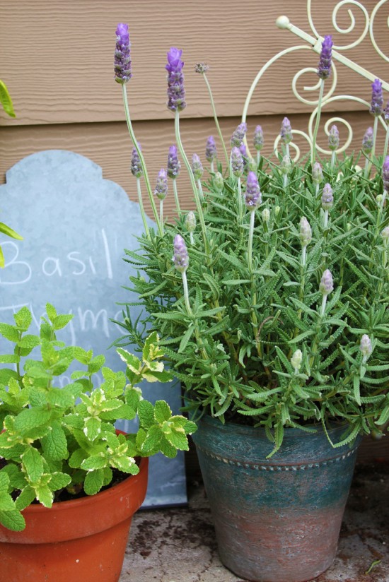 Weekend DIY Project: My Potting Table & Garden