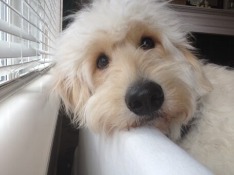 Sprucing up for Spring {Jack the Goldendoodle Gets a Hair Cut and We Get a Dyson Animal}