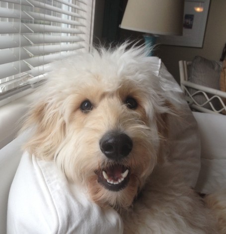 Sprucing up for Spring {Jack the Goldendoodle Gets a Hair Cut and We Get a Dyson Animal}