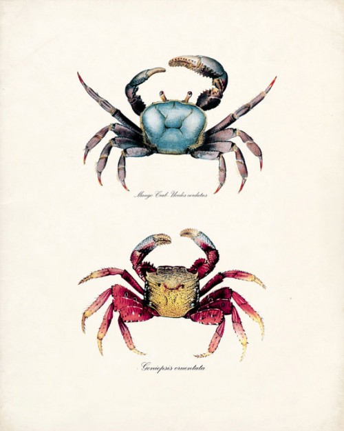 Vintage Sea Life Prints {Etsy to The Rescue!}